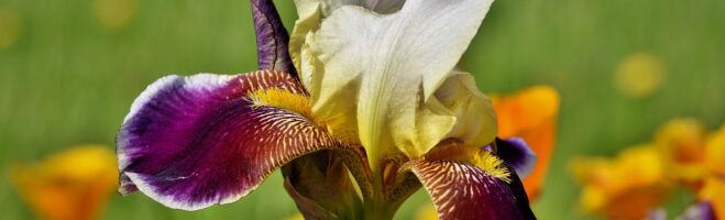 The Iris:  Is it or Is it NOT Poisonous??!! What Do the Studies, and History Say?