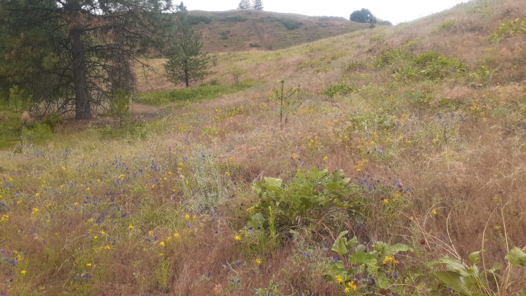 Advanced Foraging Workshop - Wild Herbal Hygiene