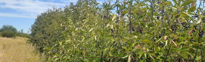Chokecherry Oddities, Workshops, and 2025 Fall Forecast