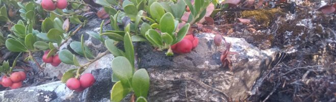 Happy Dance and Foraging Escapades