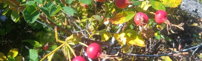  Winfield Fall Craft Fair