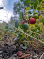 Kinnickinick/bearberry