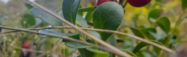 Foraging Updates, Fall Fair Prep, Fall Harvest Observations and a Safety PSA!