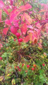 wild rosehips
